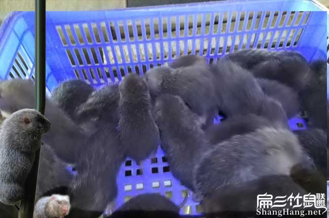 竹鼠好賣嗎