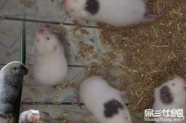 月月兔竹鼠品種