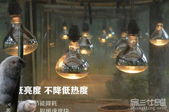 土雞養(yǎng)殖保暖燈