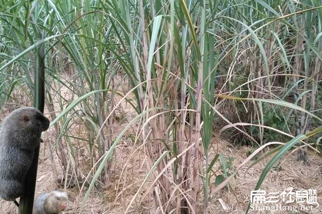 海南甘蔗種植基地