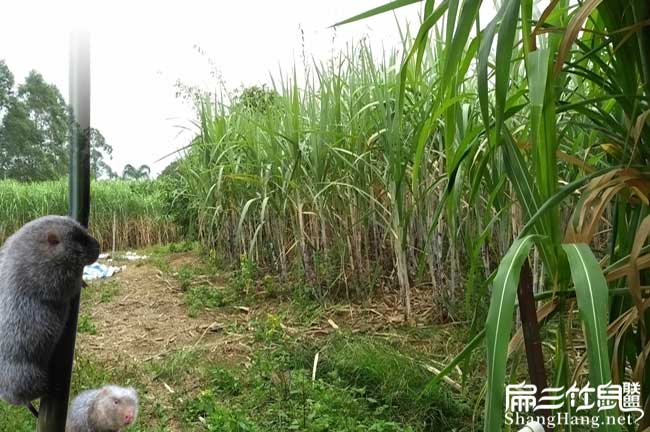皇竹草工人