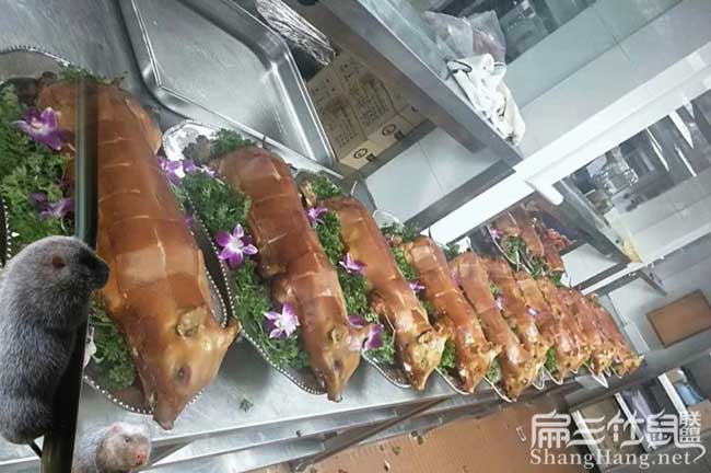 臨滄商品竹鼠批發(fā)