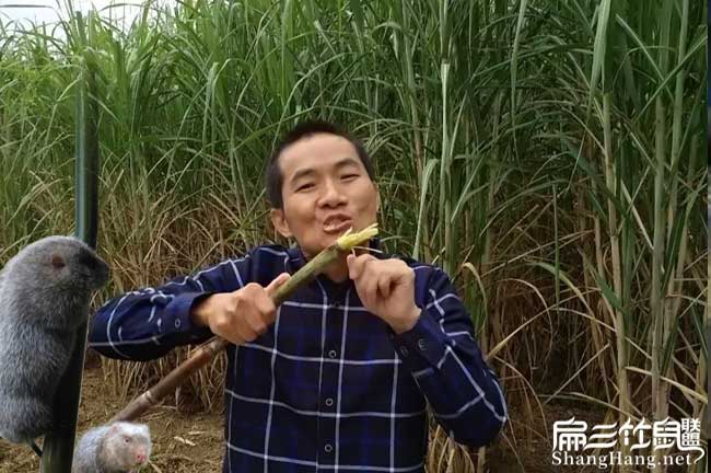 朝陽(yáng)皇竹草種植