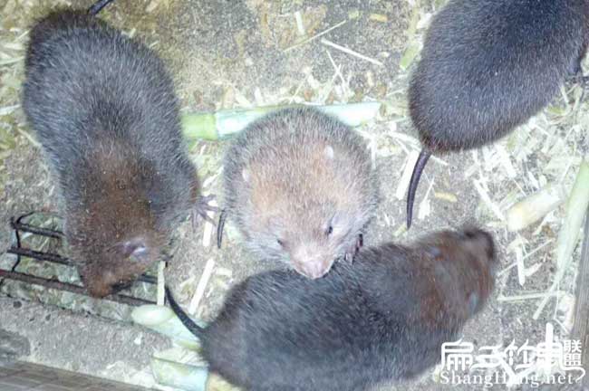 巴中Zhushu阿壩竹鼠養(yǎng)殖基地 野兔白毛紅頰竹鼠種苗480元/對