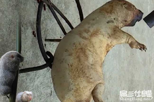 竹鼠肉