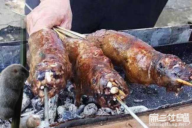 靠竹鼠肉批發(fā)
