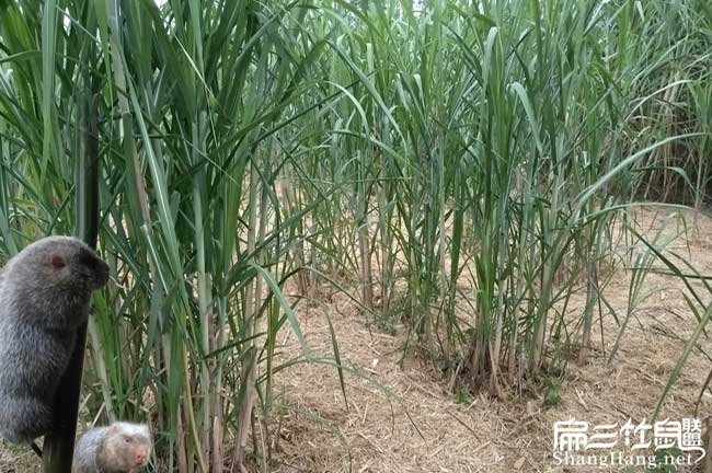 云南高產(chǎn)皇竹草