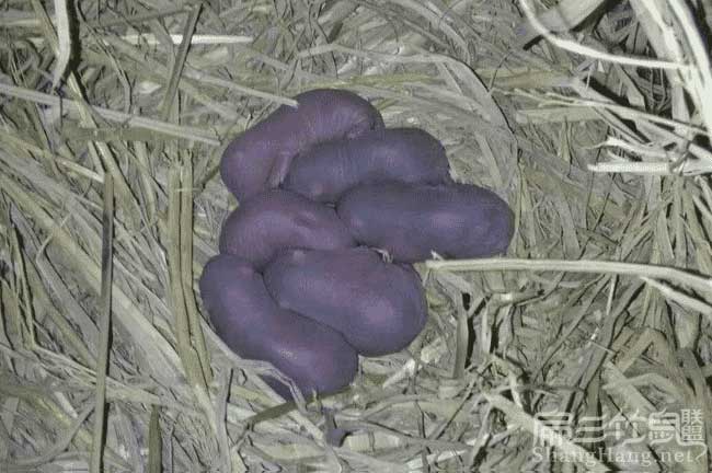 竹鼠皇竹草