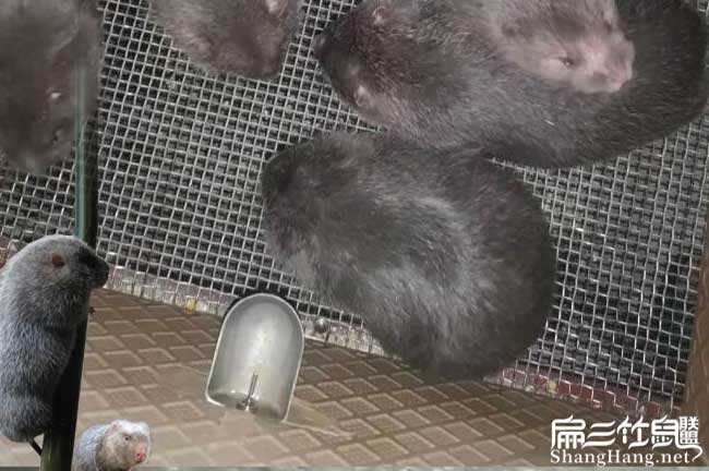 花兔竹鼠品種