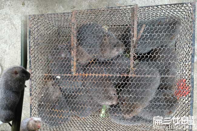 花兔竹鼠銷售