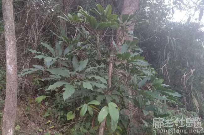 2024規(guī)模養(yǎng)殖竹鼠