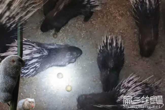 在羅源養(yǎng)殖竹鼠容易嗎 在羅源養(yǎng)殖竹鼠容易嗎