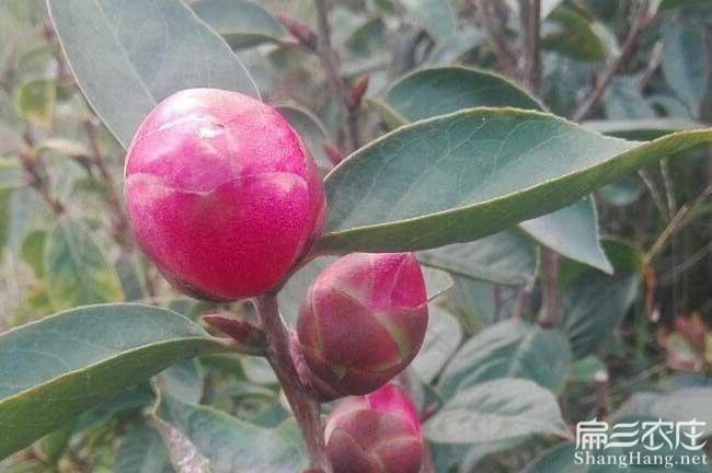 永州茶油苗批發(fā)