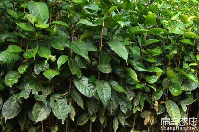 岳陽(yáng)高產(chǎn)油茶苗