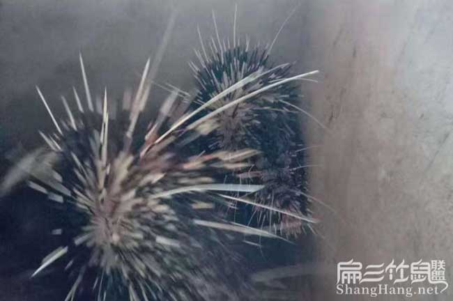 池州肉兔果子貍養(yǎng)殖合 池州肉兔清場(chǎng)