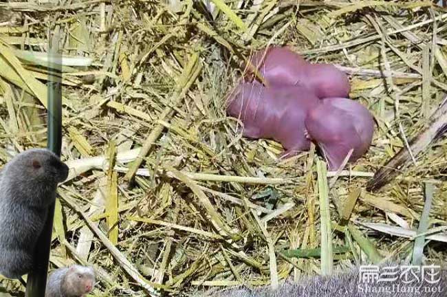 竹鼠種苗價(jià)格