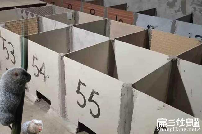 用瓷磚建造竹鼠池子