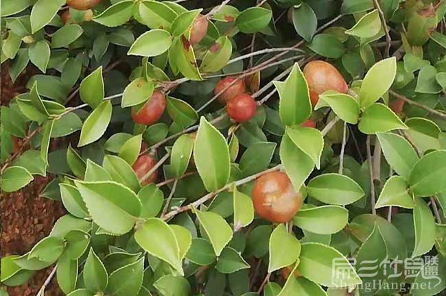 長沙油茶基地