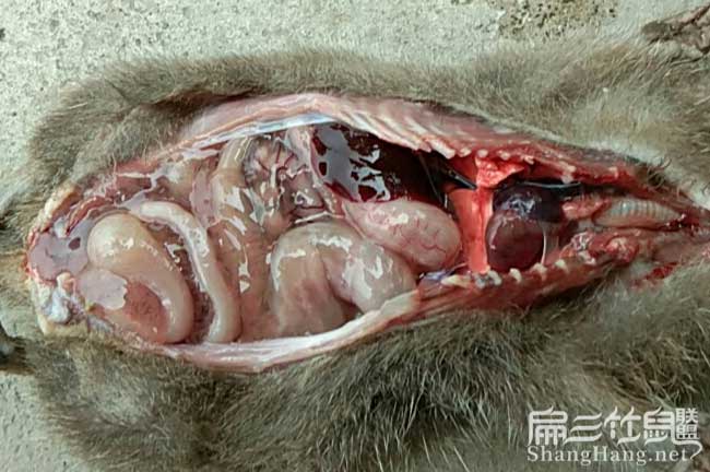 竹鼠難點(diǎn)腸炎