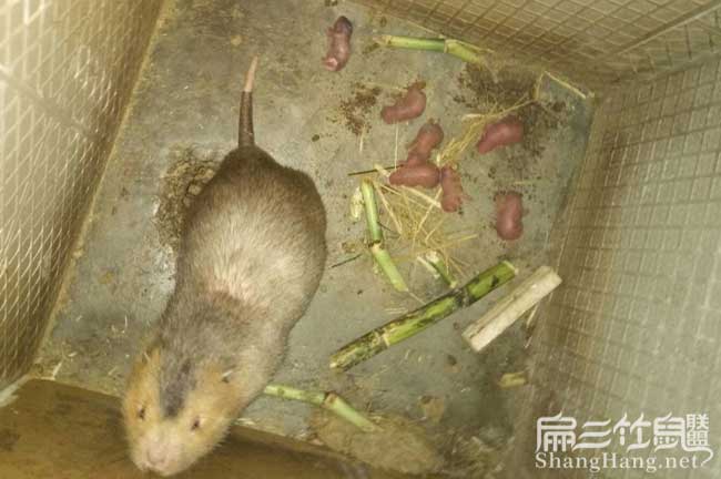 大竹鼠價(jià)錢
