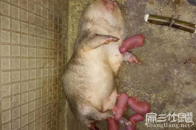幼鼠食物