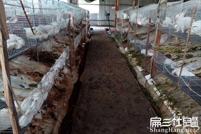 湖南新竹鼠養(yǎng)殖基地品種 株洲中華紅頰小竹鼠種苗100-500只
