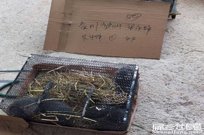 竹鼠種苗發(fā)貨