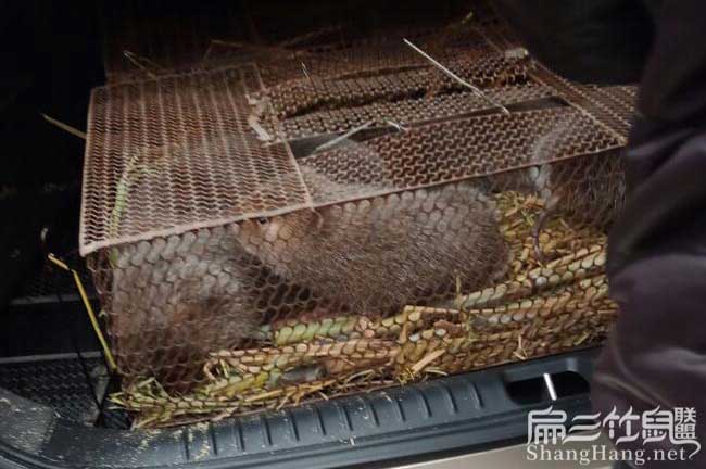 廣東竹鼠批發(fā)