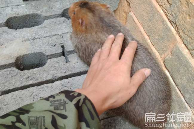 湖北竹鼠銷售