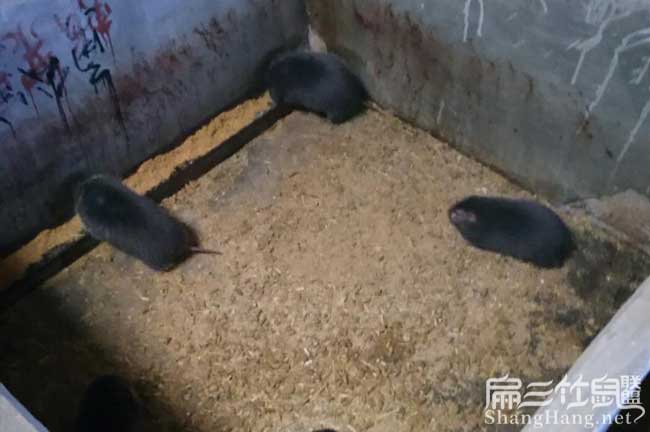 竹鼠池子