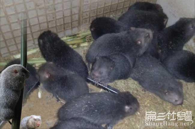 廣西竹鼠養(yǎng)殖技術培訓