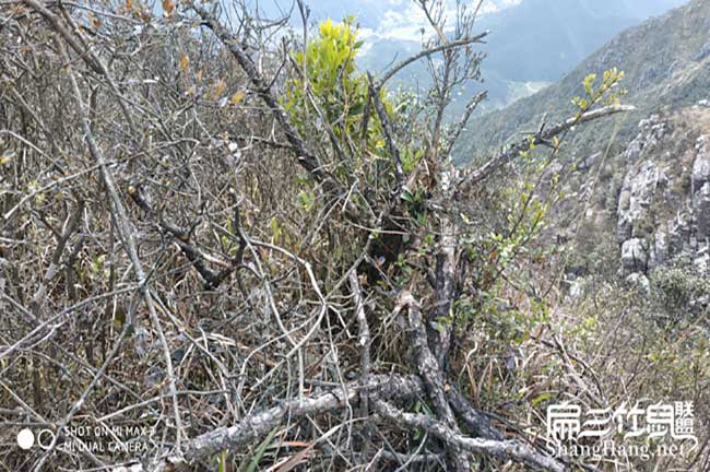 在廣東竹鼠市場(chǎng)批發(fā)價(jià)