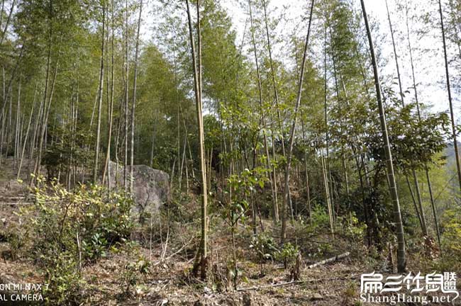 比利時(shí)、將樂(lè)花兔竹鼠種 比利時(shí)、將樂(lè)花兔竹鼠種