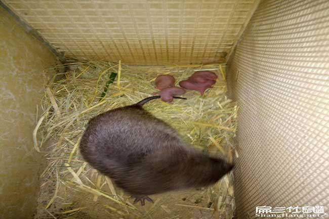 在荔城商品竹鼠多少錢 在荔城商品竹鼠多少錢