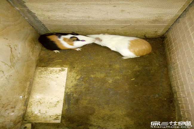 南朗肚子鼓鼓的、尾巴