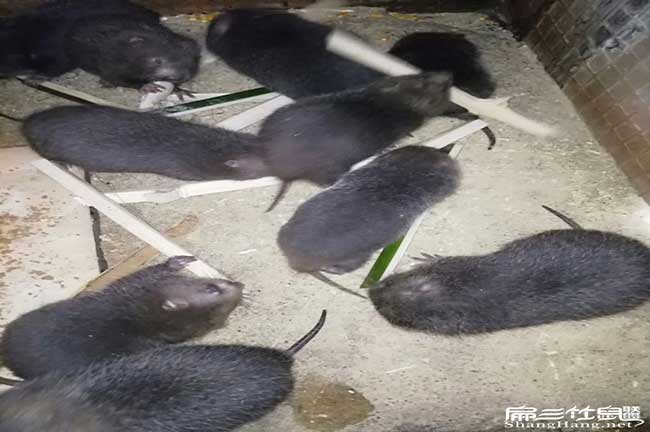 竹鼠批發(fā)價格