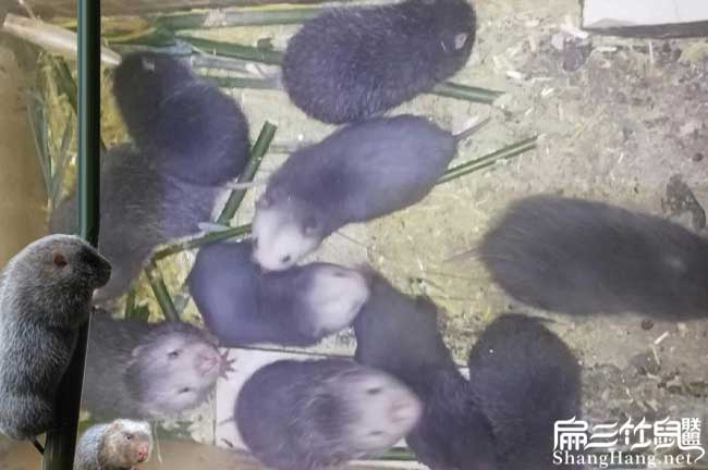 和你們上機(jī)縣扁山農(nóng)業(yè) 和你們上機(jī)縣扁山農(nóng)業(yè)