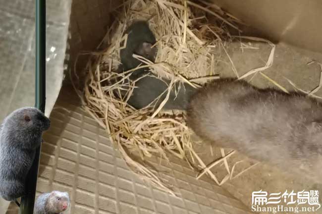 龍巖竹鼠種苗 龍巖竹鼠種苗
