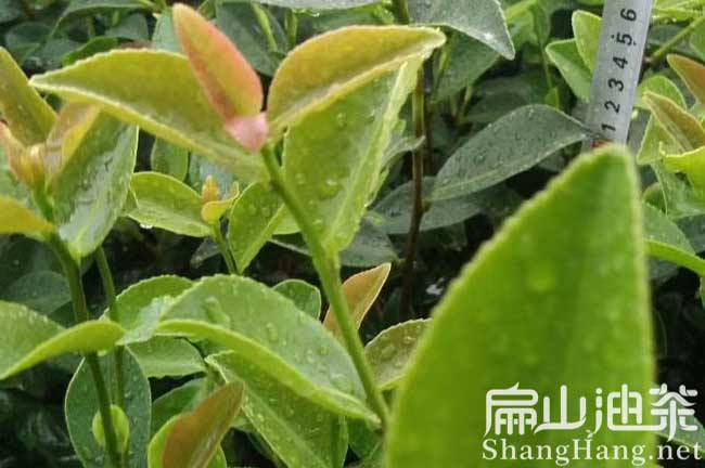 江西紅花大果油茶苗培育基地(上饒撫州宜春吉安遂昌)-扁山油茶基地