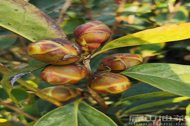 梧州大果茶樹(shù)苗