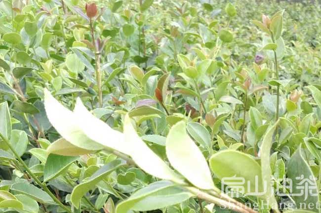 攸縣茶樹(shù)苗批發(fā)