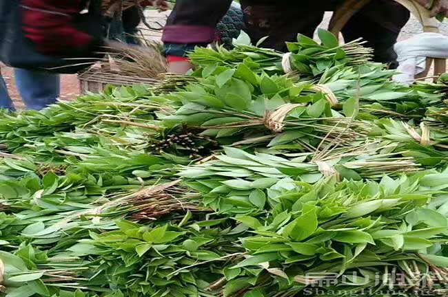 湖南江西四川適合種植什么油茶苗品種？多少錢一顆？
