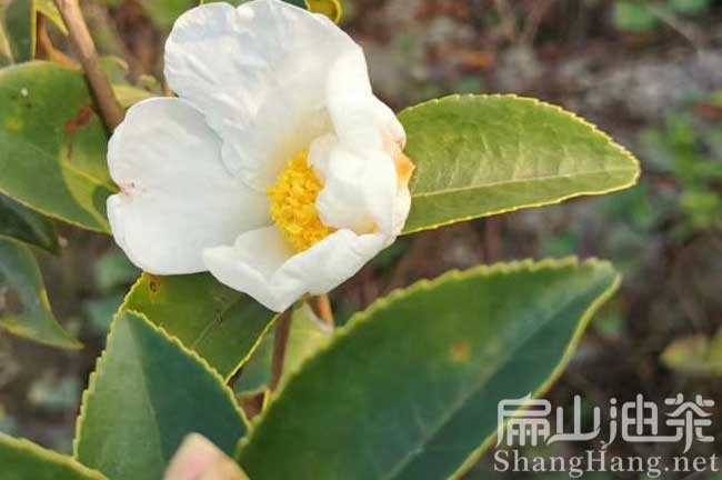 福建白花油茶苗