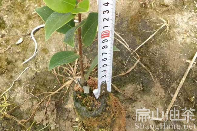 福建龍眼油茶苗
