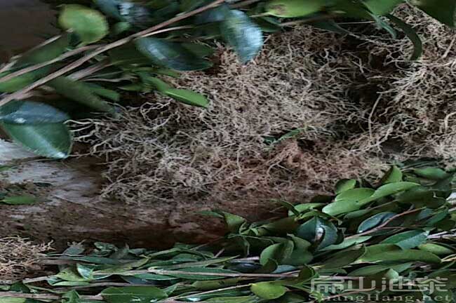 油茶種植技術(shù)