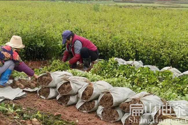福建油茶苗閩優(yōu)