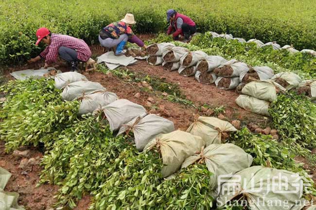 福建長林油茶苗