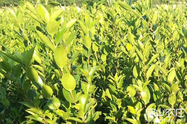 江西上饒推廣長(zhǎng)林贛無(wú)矮化油茶苗大規(guī)模種植示范基地