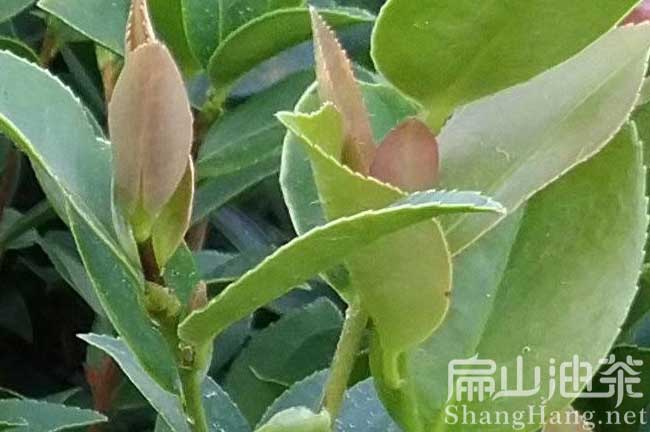 茶陵油茶苗批發(fā)