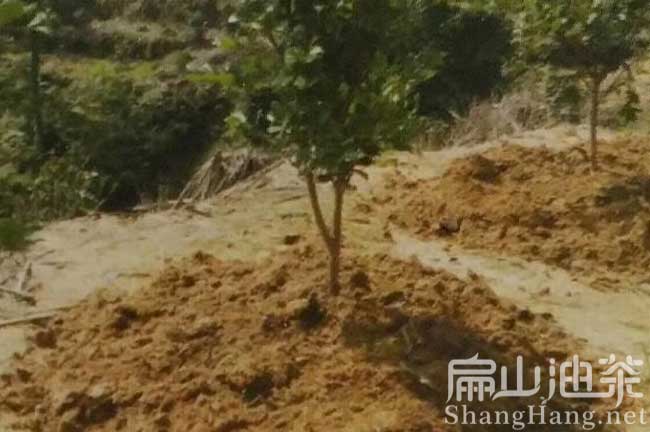 寧德大果油茶苗